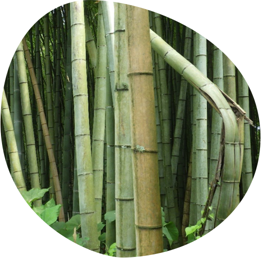 background-bamboo